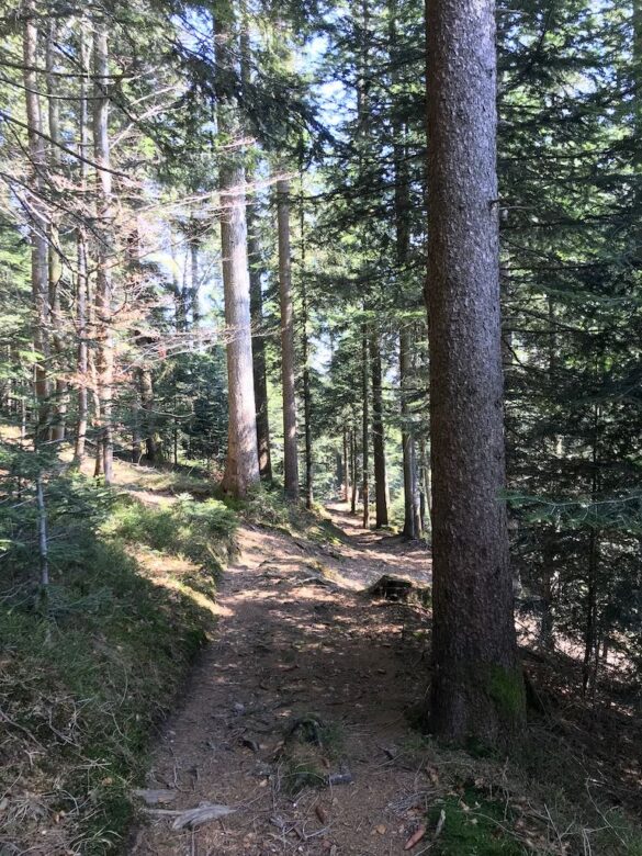 Wanderweg im Wald bei Mangelhöhe