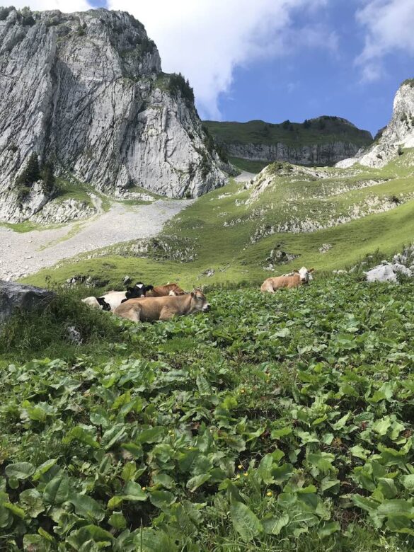 Kühe auf der Weide beim Mutteli